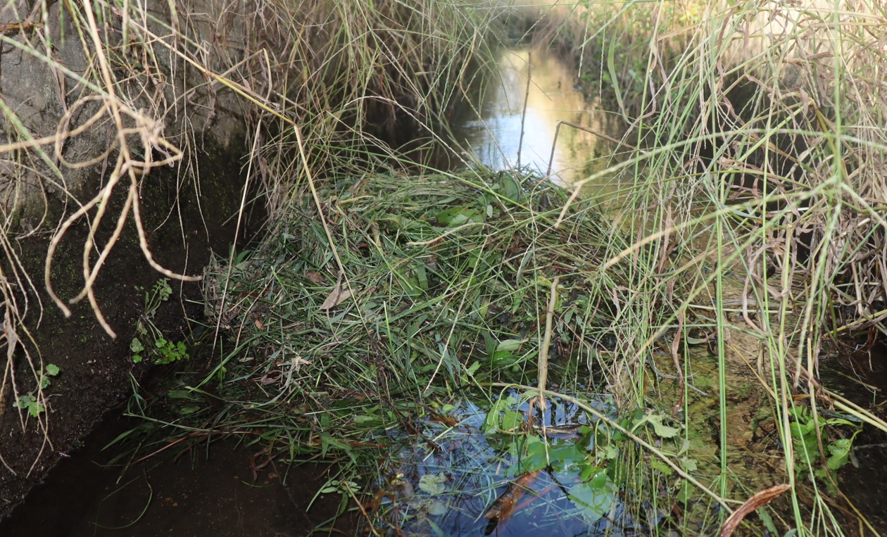 タガメ（アングル1）_タガメの里 タガメの命をつなぐ用水路_2022年9月29日13時20分頃_気温29度